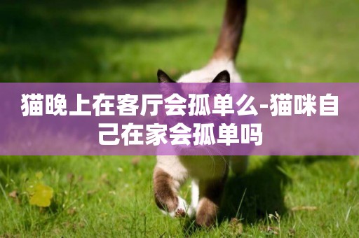 猫晚上在客厅会孤单么-猫咪自己在家会孤单吗